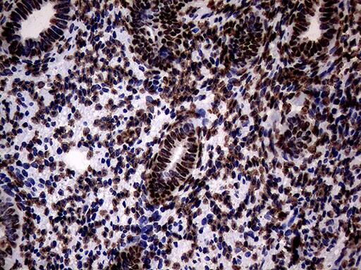 SH3BGRL Antibody (OTI8F7) Immunohistochemistry;SH3BGRL Antibody (OTI8F7)[NBP3-45012]-