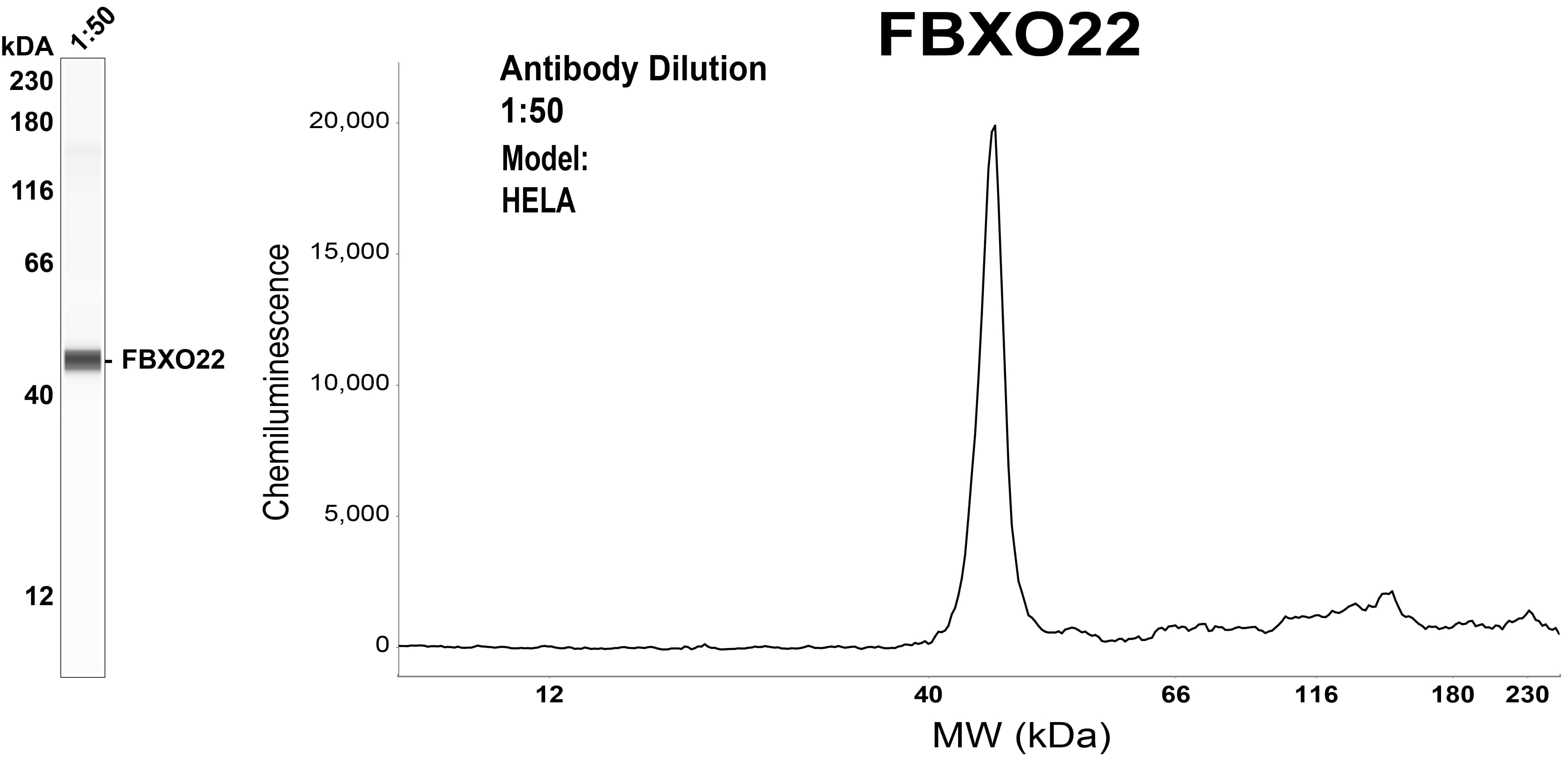 FBXO22 Antibody (OTI1H1)