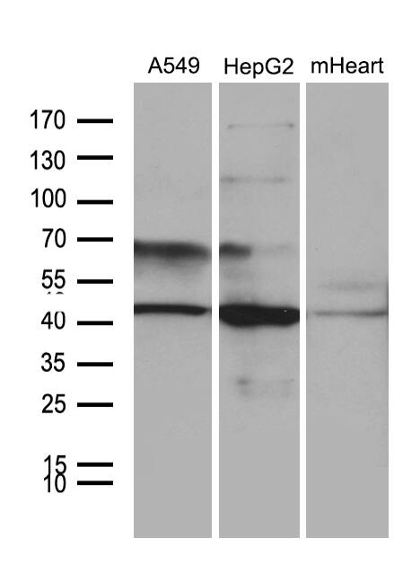 FBXO22 Antibody (OTI1H1)