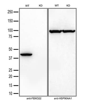 FBXO22 Antibody (OTI1H1)