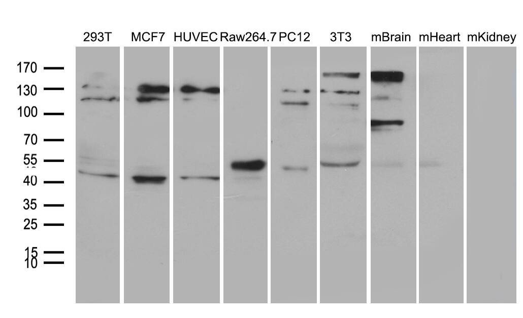 TIN2 Antibody (OTI2C12) Western Blot;TIN2 Antibody (OTI2C12)[NBP3-45024]-