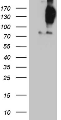 FYCO1 Antibody (OTI9D1)