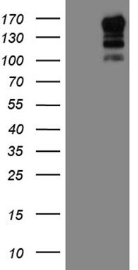 USP40 Antibody (OTI8F8) Western Blot;USP40 Antibody (OTI8F8)[NBP3-45036]-