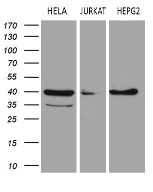 LSM11 Antibody (OTI1H1) Western Blot;LSM11 Antibody (OTI1H1)[NBP3-45040]-