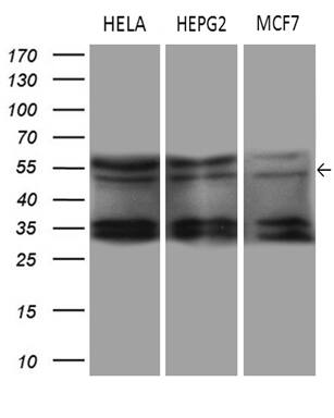 DDX19A Antibody (OTI3C12)