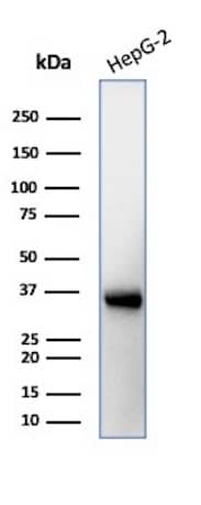 Aquaporin-4 Antibody (AQP4/3323) - Azide and BSA Free