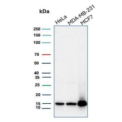 Histone H3.1 [p Ser10] Antibody (rHH3/9924) - Azide and BSA Free