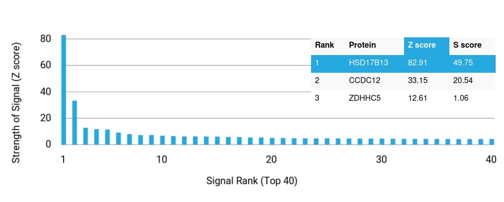 HSD17B13 Antibody (HSD17B13/13101) - Azide and BSA Free