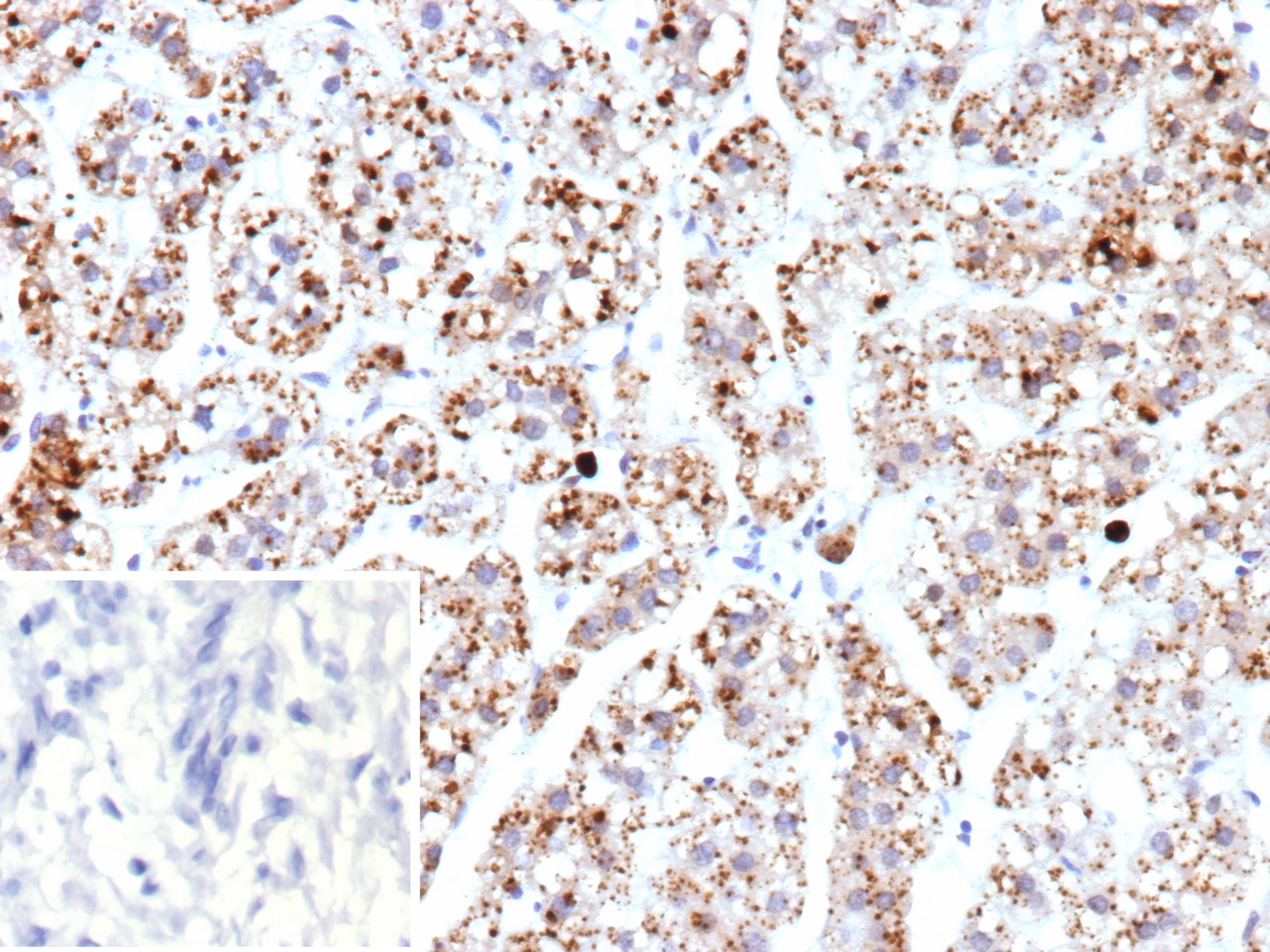mtTFA Antibody (TFAM/9713) - Azide and BSA Free
