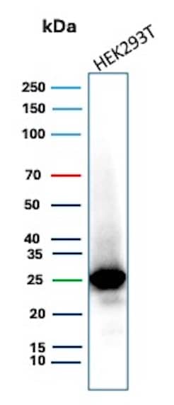 mtTFA Antibody (TFAM/9713) - Azide and BSA Free