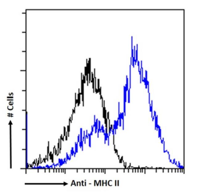 MHC Class II Antibody (A6-61.3) - BSA Free MHC Class II Antibody (A6-61.3) - BSA Free