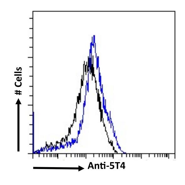 5T4 Antibody (39A11G5F2) - Chimeric - BSA Free 5T4 Antibody (39A11G5F2) - Chimeric - BSA Free
