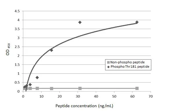 Tau [p Thr181] Antibody (HL2497) - Azide and BSA Free