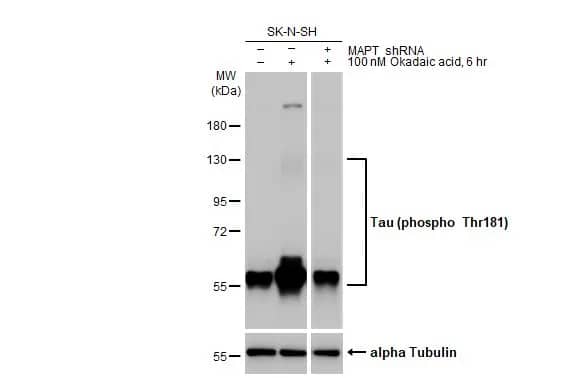 Tau [p Thr181] Antibody (HL2497) - Azide and BSA Free