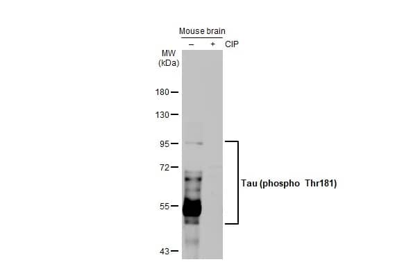 Tau [p Thr181] Antibody (HL2497) - Azide and BSA Free