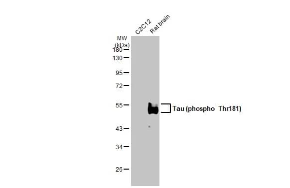 Tau [p Thr181] Antibody (HL2497) - Azide and BSA Free