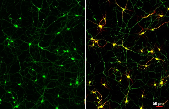 Tau Antibody (HL2736) - Azide and BSA Free