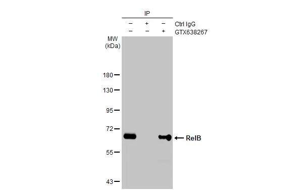 RelB Antibody (HL2222) - Azide and BSA Free