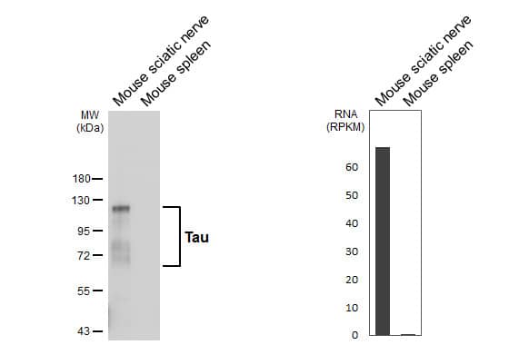Tau Antibody (HL2736) - Azide and BSA Free