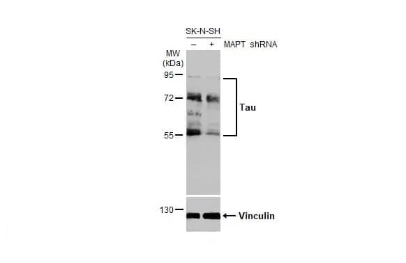Tau Antibody (HL2736) - Azide and BSA Free