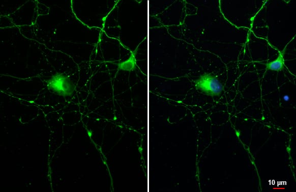 Tau Antibody (HL2802) - Azide and BSA Free