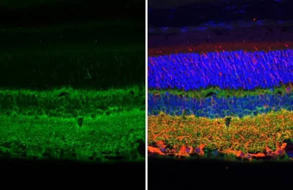 Tau Antibody (HL2802) - Azide and BSA Free