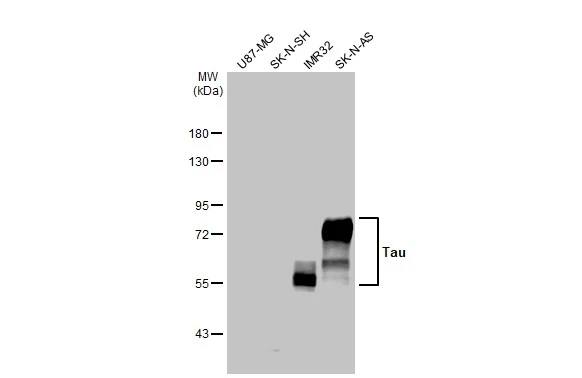 Tau Antibody (HL2802) - Azide and BSA Free