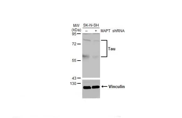 Tau Antibody (HL2802) - Azide and BSA Free