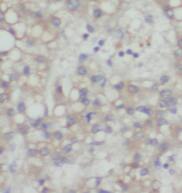TOMM7 Antibody - BSA Free