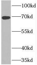 FNBP1L Antibody - BSA Free