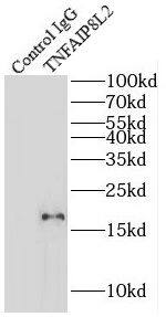 TNFAIP8L2 Antibody - BSA Free