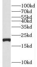 TNFAIP8L2 Antibody - BSA Free