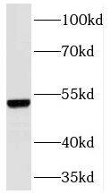 Matriptase 2 Antibody - BSA Free