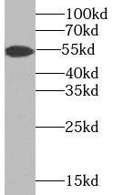 TMPRSS4 Antibody - BSA Free