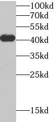 Tropomodulin 4 Antibody - BSA Free