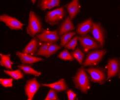 Tropomodulin 4 Antibody - BSA Free