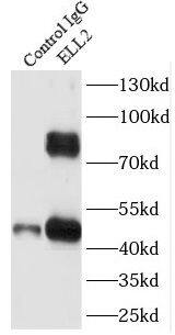 ELL2 Antibody - BSA Free