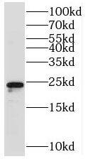 TMEM98 Antibody - BSA Free