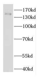 EDRF1 Antibody - BSA Free
