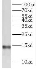 TMEM50B Antibody - BSA Free