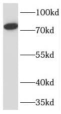 TMEM214 Antibody - BSA Free