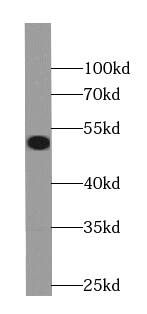 AGMO Antibody - BSA Free