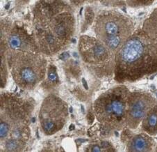 AGMO Antibody - BSA Free