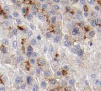 TMEM181 Antibody - BSA Free