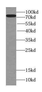 TMEM181 Antibody - BSA Free
