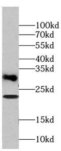 LR8 Antibody - BSA Free