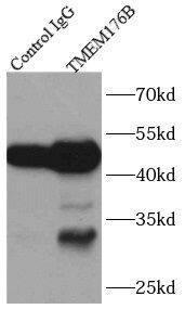 LR8 Antibody - BSA Free
