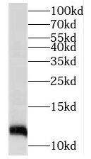 TMEM141 Antibody - BSA Free