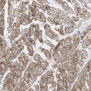 TMEM127 Antibody - BSA Free