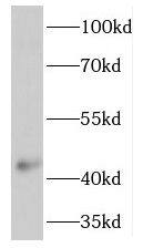 TMEM120A Antibody - BSA Free